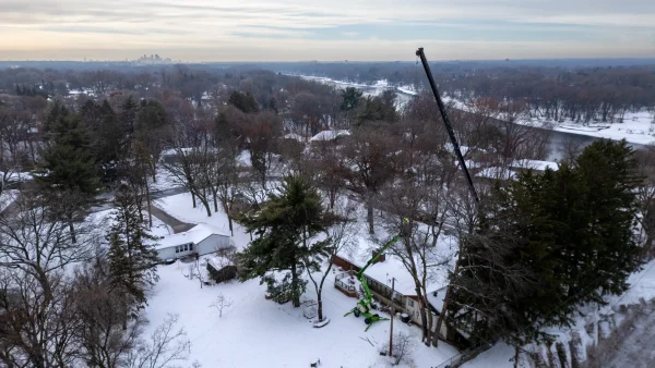 tree removal in stillwater
